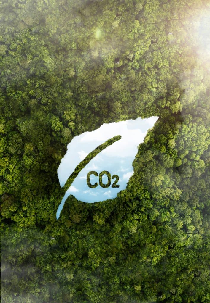 Forest canopy absorbing CO2 emissions
